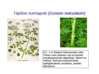 Taimsed mürgid #12