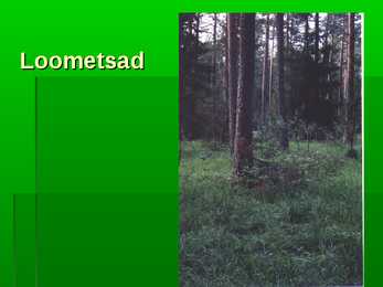 Metsad #14