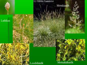 Metsad #18