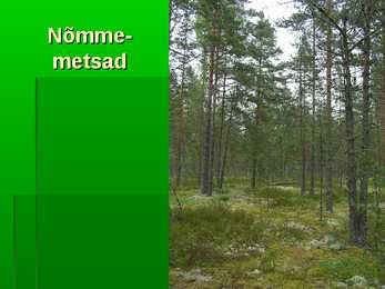 Metsad #20
