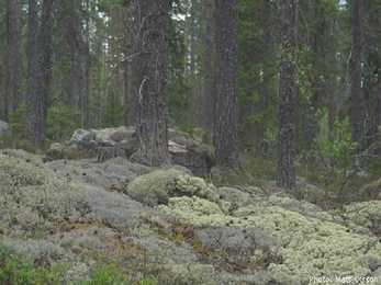 Metsad #21