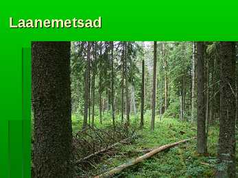 Metsad #34