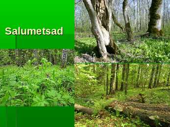 Metsad #39