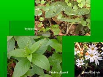 Metsad #45
