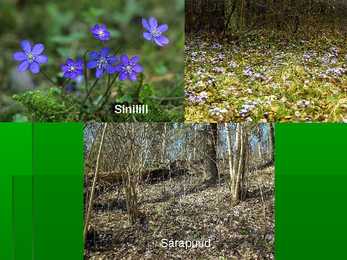 Metsad #47