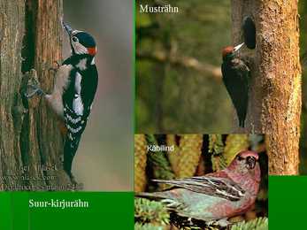 Metsad #54