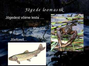 Jõed #10