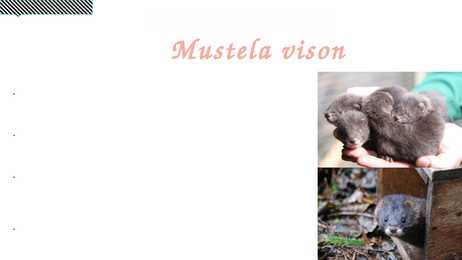 Võõrliikide sissetoomine #8