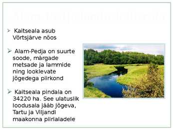 Madalsoo Alam-Pedjas #2