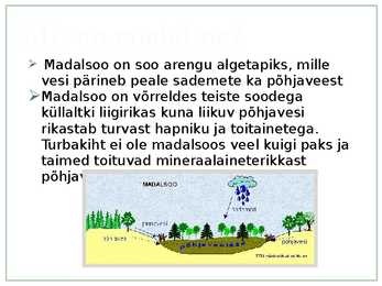 Madalsoo Alam-Pedjas #3