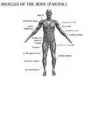 The 4-Hour Body - An Uncommon Guide to Rapid Fat-Loss-Incredible Sex-and Becoming Superhuman - Timothy Ferriss #466