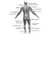 The 4-Hour Body - An Uncommon Guide to Rapid Fat-Loss-Incredible Sex-and Becoming Superhuman - Timothy Ferriss #467