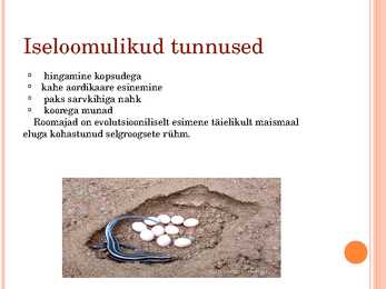 Sisalikud #2