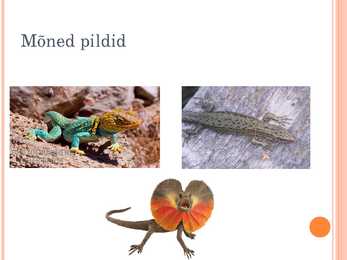 Sisalikud #9