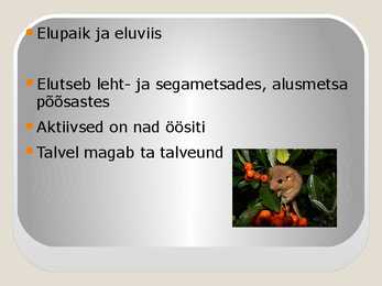 Pähklinäpp #4
