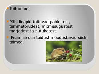 Pähklinäpp #5