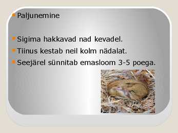 Pähklinäpp #6