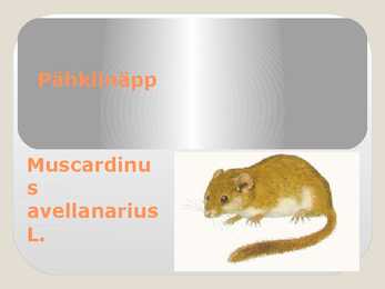 Pähklinäpp