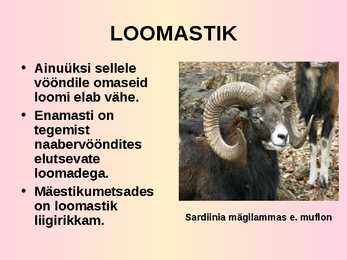VAHEMERELINE PÕÕSASTIK JA METS #19