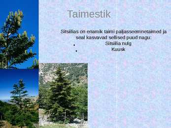 Sitsiilia #7