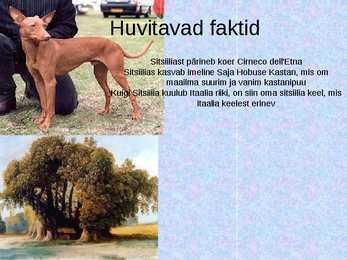 Sitsiilia #9
