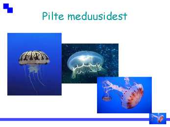 Ainuõõssed #12