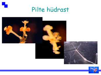 Ainuõõssed #7