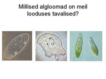 Algloomad #6