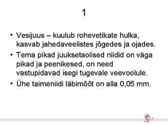 Hulkraksed vetikad – niitvetikad #2