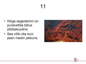Hulkraksed vetikad – niitvetikad #12