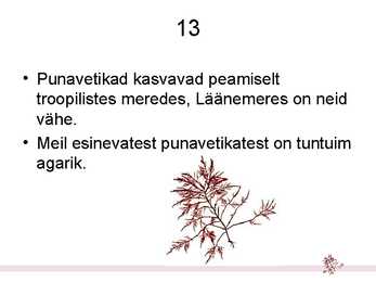 Hulkraksed vetikad – niitvetikad #13