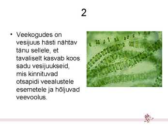 Hulkraksed vetikad – niitvetikad #3