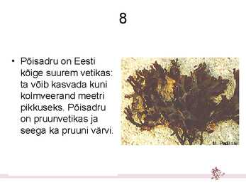 Hulkraksed vetikad – niitvetikad #9