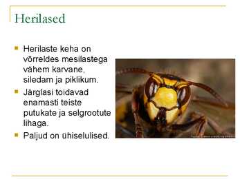 Kiletiivalised #11