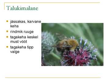 Kiletiivalised #8