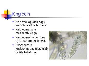 Kingloom #2