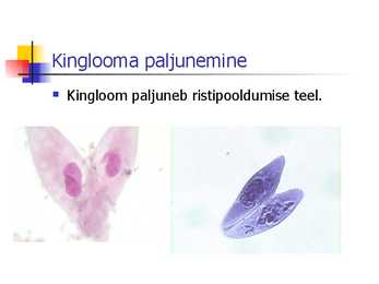 Kingloom #6