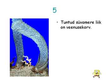 Käsnad #6