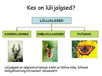 Lülijalgsed #2