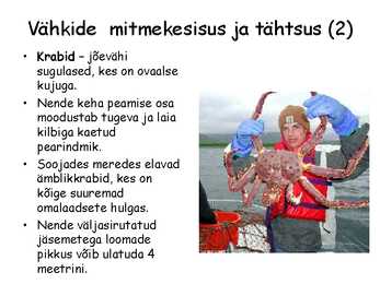 Lülijalgsed #13