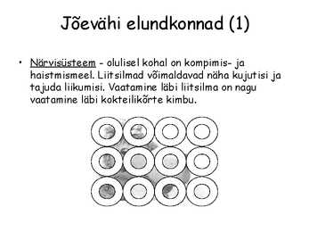 Lülijalgsed #7