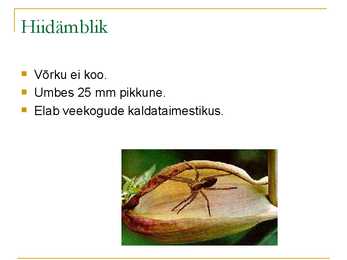 Ämblikud #2