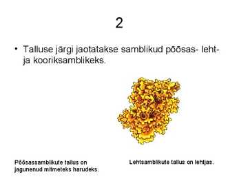Samblik #3