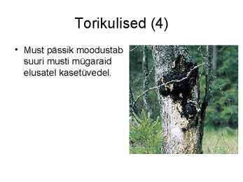 Seente kooselu teiste organismidega #12