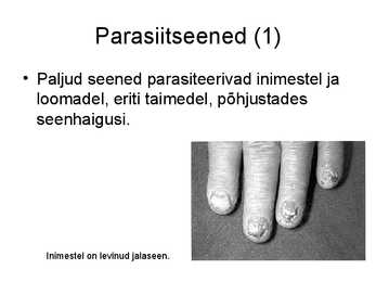 Seente kooselu teiste organismidega #5