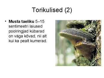 Seente kooselu teiste organismidega #10