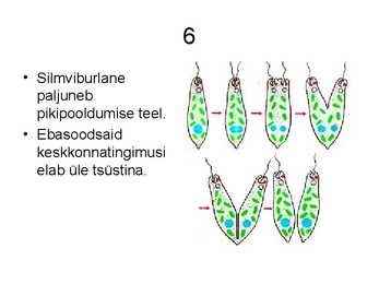 Silmviburlane #7