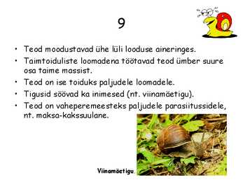 Teod #11