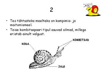 Teod #3