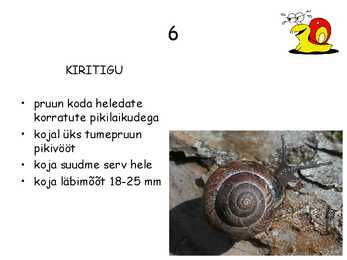 Teod #8
